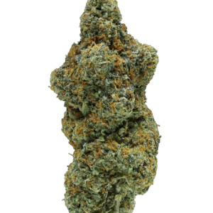 Gelato 41